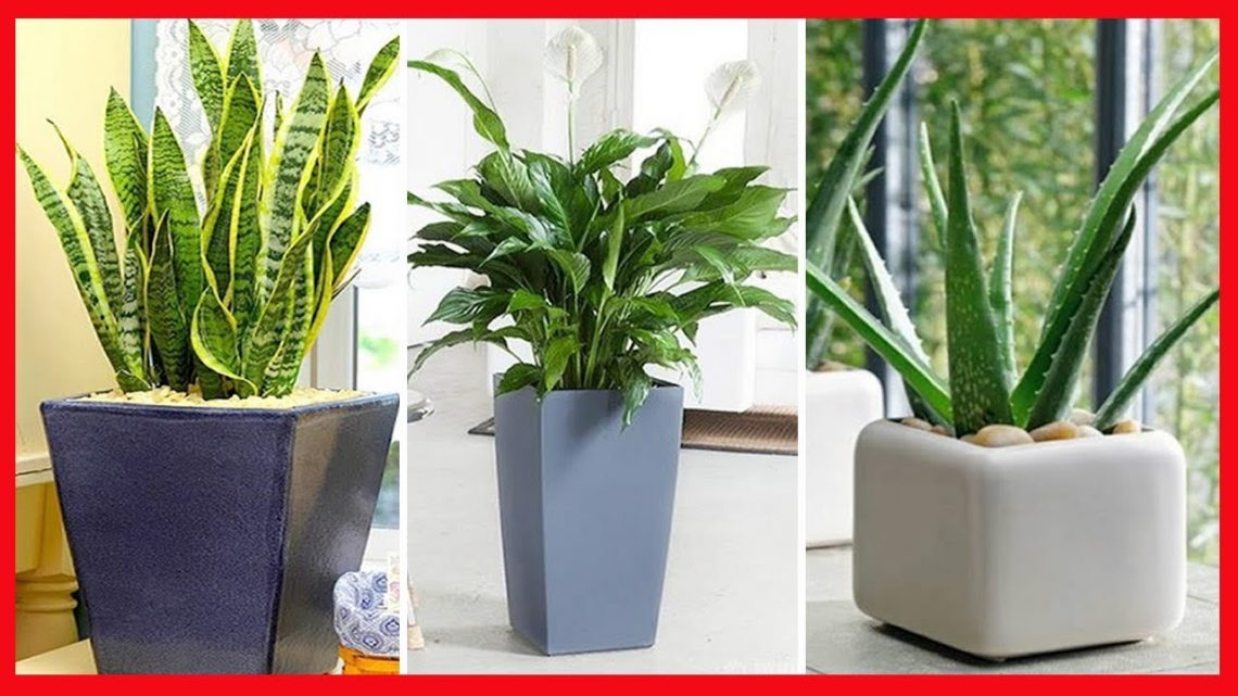 10 Plantas que vão deixar sua casa sempre com o ar renovado